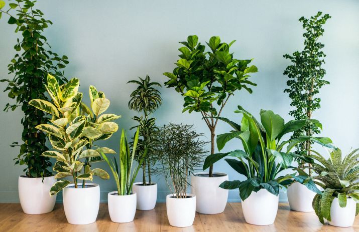 These Seven Plant Nursery Websites Worth Checking To Buy Indoor And Outdoor Plants Online In India